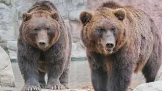 Гладни мечки все по-често слизат в населени места в България