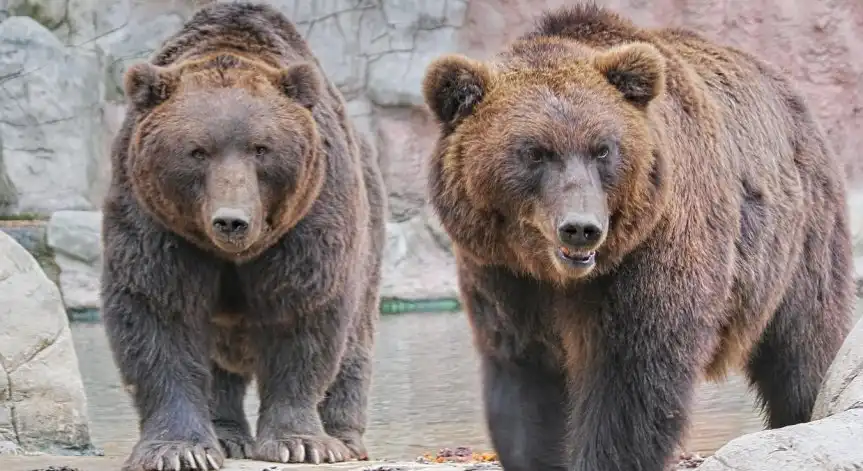 Гладни мечки все по-често слизат в населени места в България