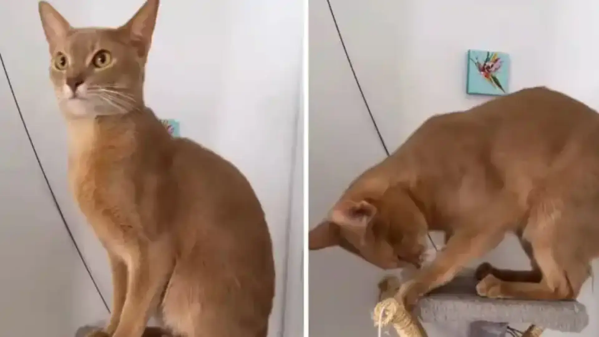 Жена оставила котката си при майка си и после не можела да повярва на очите си