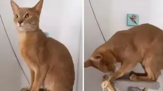 Жена оставила котката си при майка си и после не можела да повярва на очите си