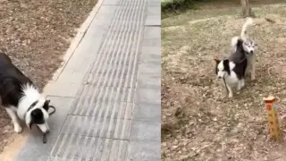 Куче научи стопанина си на добри обноски по време на разходка Видео