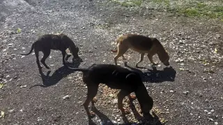 Невиждано зверство с кучета потресе наше село, няма такъв ужас