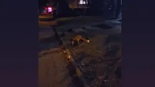 Неочаквана "туристка" се разходи из София ВИДЕО