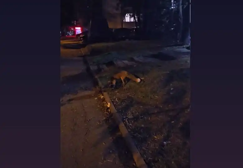 Неочаквана "туристка" се разходи из София ВИДЕО