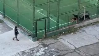 Овчарки всяват страх в столичен квартал: нахлуха в игрище и...