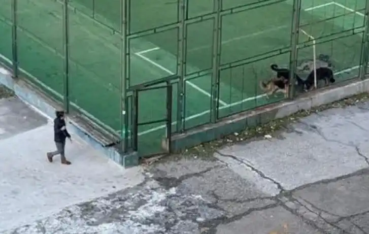 Овчарки всяват страх в столичен квартал: нахлуха в игрище и...