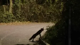 Голяма изненада на Панчарево - кой се появи там? Всички говорят за нея Видео