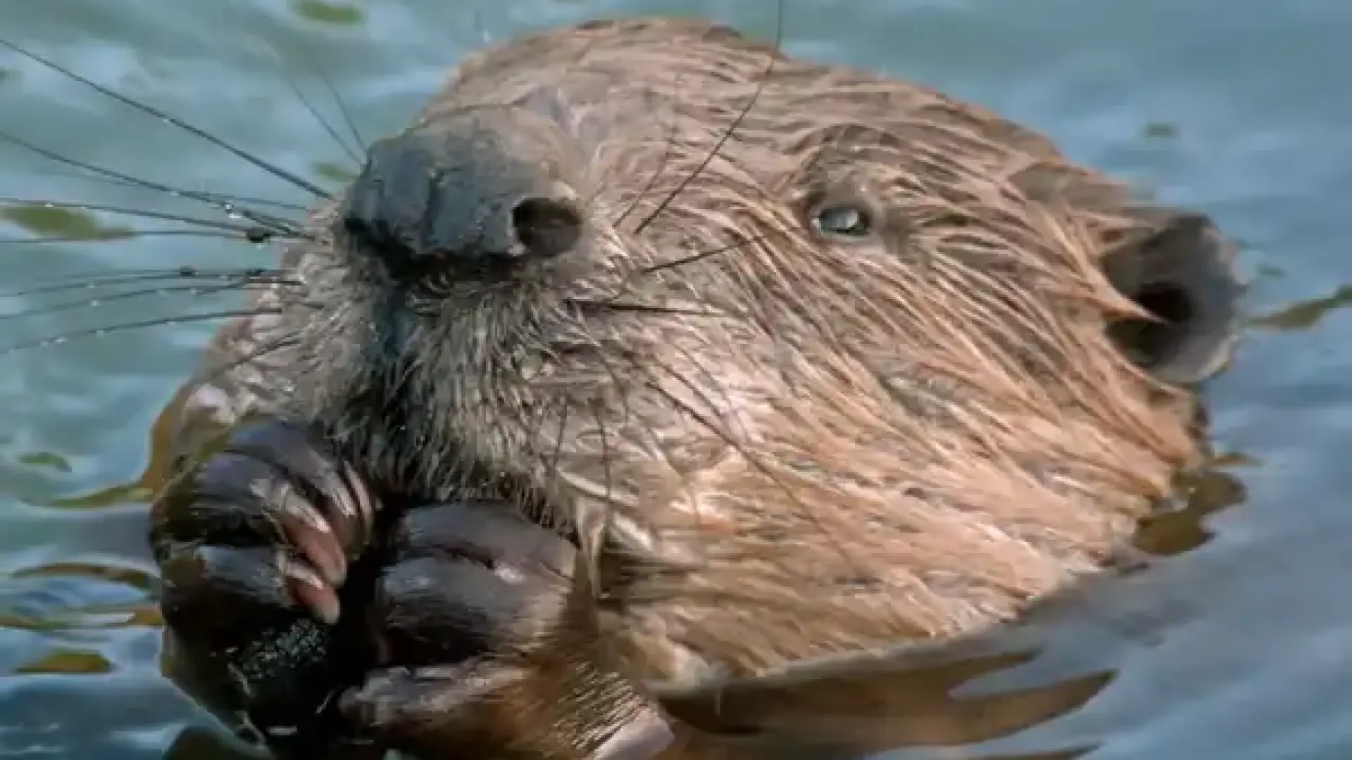 Няма такъв бобър! Ловец натири жена си на мига