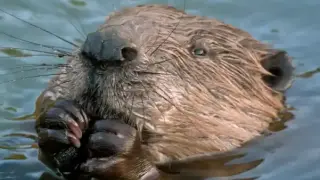 Няма такъв бобър! Ловец натири жена си на мига