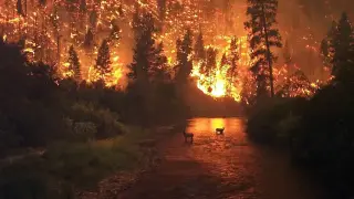 Само за година 155 хиляди декара гори у нас изчезнаха