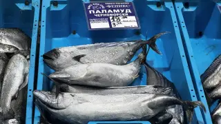 Паламудът отново се появи на бургаските пазари, но може скоро да изчезне