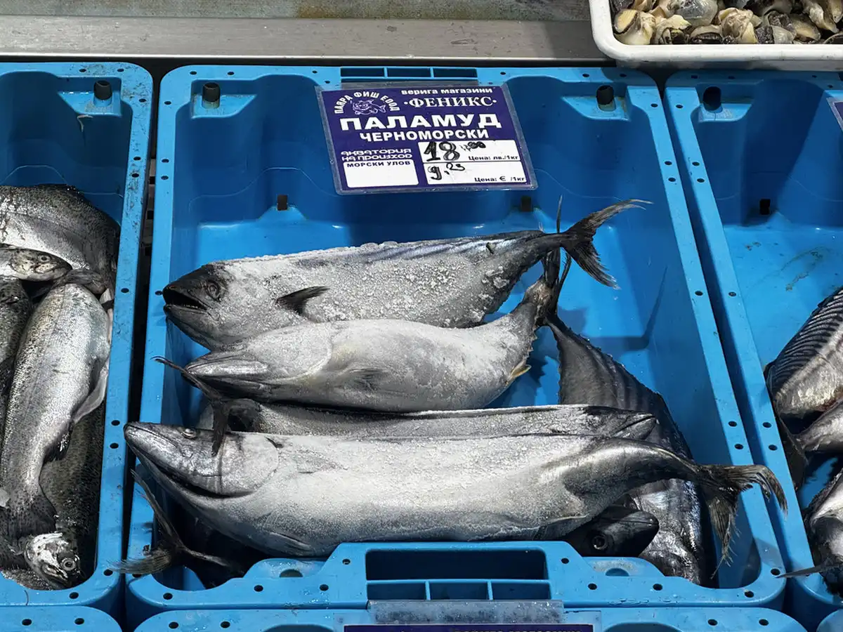 Паламудът отново се появи на бургаските пазари, но може скоро да изчезне