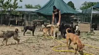 Никой не иска 300 кучета за съседи, казусът стигна до местния парламент във Враца