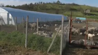 Потвърден случай на антракс в Харманли, започват спешни мерки