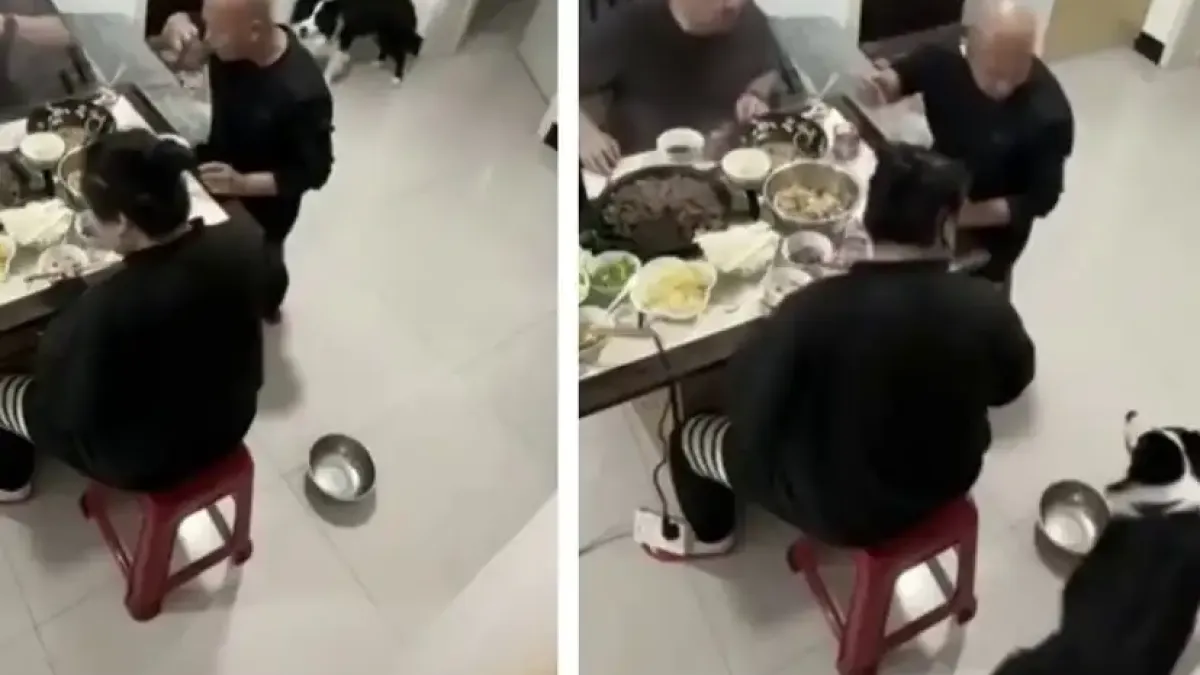 Гладно куче даде урок на стопанина си Видео