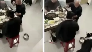 Гладно куче даде урок на стопанина си Видео