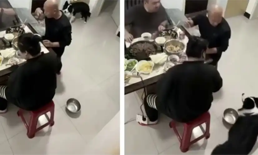 Гладно куче даде урок на стопанина си Видео