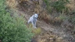 „Бял призрак“: Уникален иберийски рис беше заснет за първи път Видео