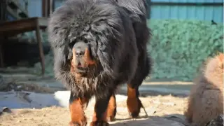 Как изглежда най-скъпото куче в света и колко струва Видео