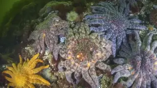 Мистериозна болест унищожи над 5 милиарда морски звезди в Тихия океан