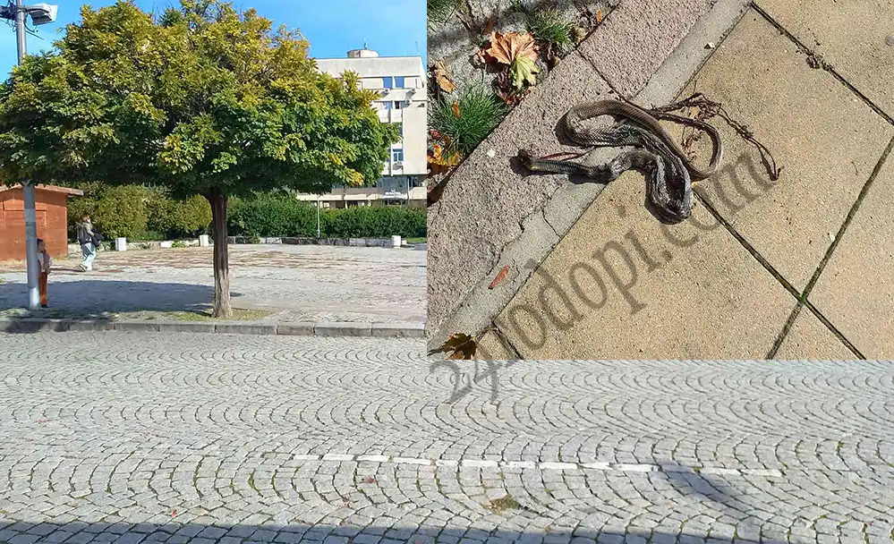 Уж идва зима, но тази лятна твар изкара акъла на всички в Кърджали