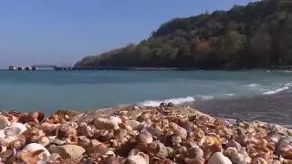 Голяма изненада: Световният морски деликатес в Черно море се оказа европейски! Видео