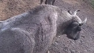 Ловците в Хасковско не вярват на очите си, какво засякоха фотокапаните Снимки