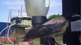 Вижте как в тази страна научиха враните да почистват улиците Видео