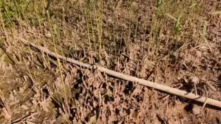 Заради сушата: Лъснаха незаконни тръби в язовир "Николово", бълващи мръсотии Видео