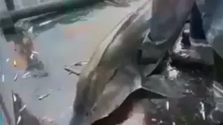 Български рибари с нечувана постъпка, хвърлиха цяло имане обратно в морето