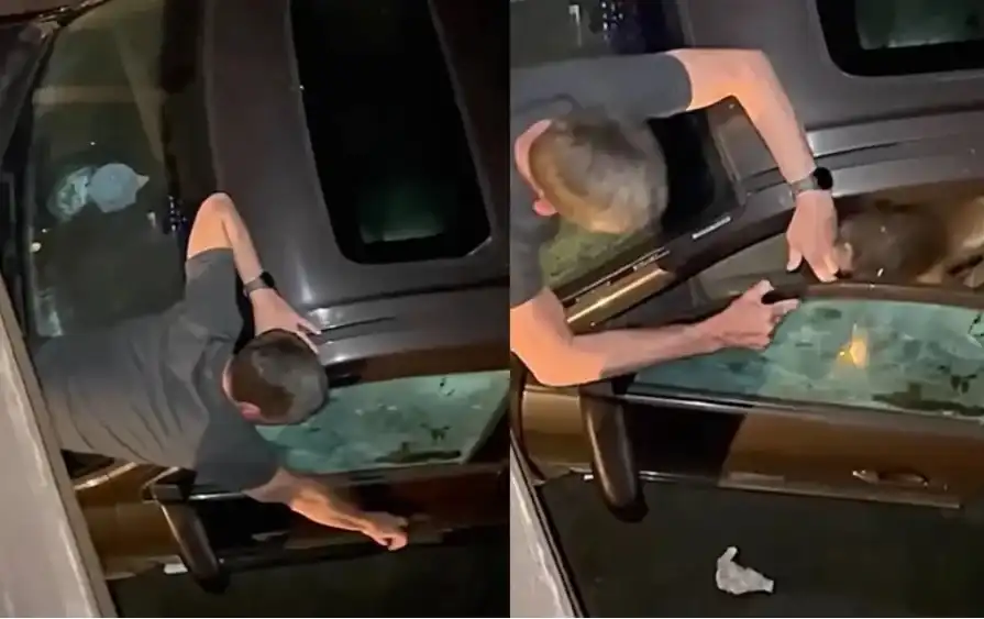 Мечка влезе в кола за храна и ухапа мъж Видео