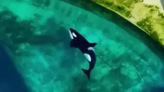 Бъдещето на Уики и Кейджо е застрашено, необходими са спешни мерки