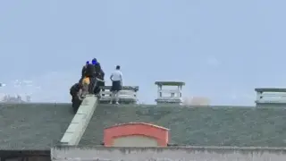 Пловдивчани в потрес: В нашия град май се завъдиха маймуни Видео