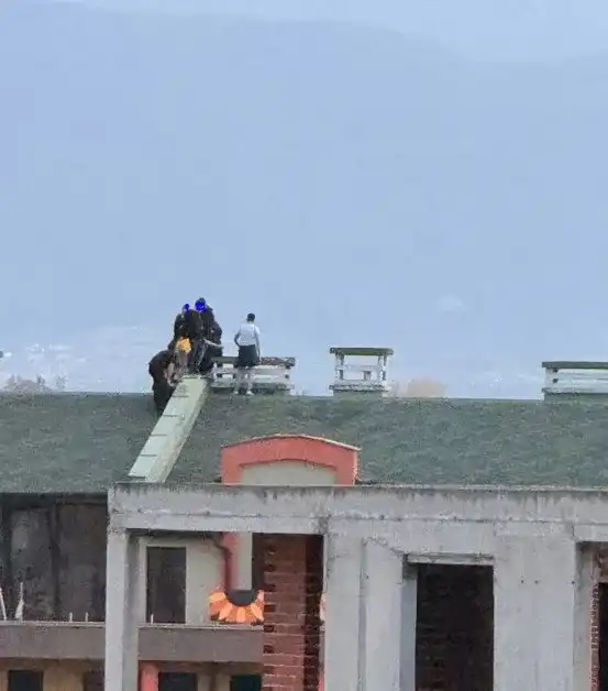 Пловдивчани в потрес: В нашия град май се завъдиха маймуни Видео