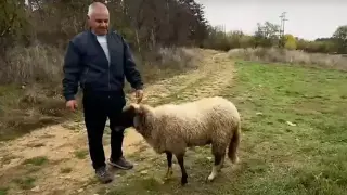 Чудо в България: Овцата Калина не подбира, яде страшено мезе за маса. И пие вино! Видео