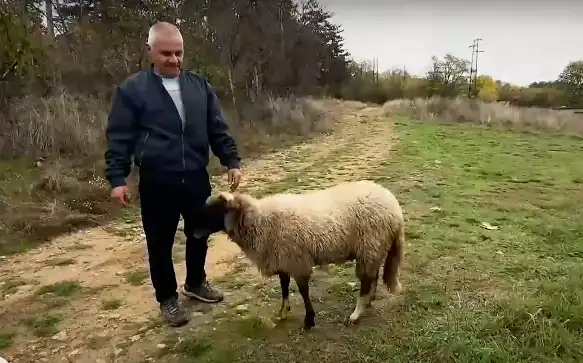 Чудо в България: Овцата Калина не подбира, яде страшено мезе за маса. И пие вино! Видео