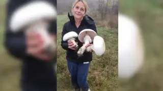 Учителка събра впечатляващи гъби край Търговище - важно предупреждение за отровните