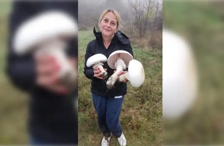 Учителка събра впечатляващи гъби край Търговище - важно предупреждение за отровните
