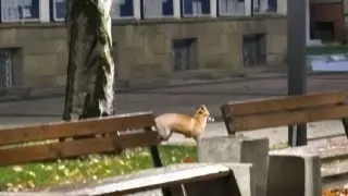 Лисица събра погледите в Монтана Снимки