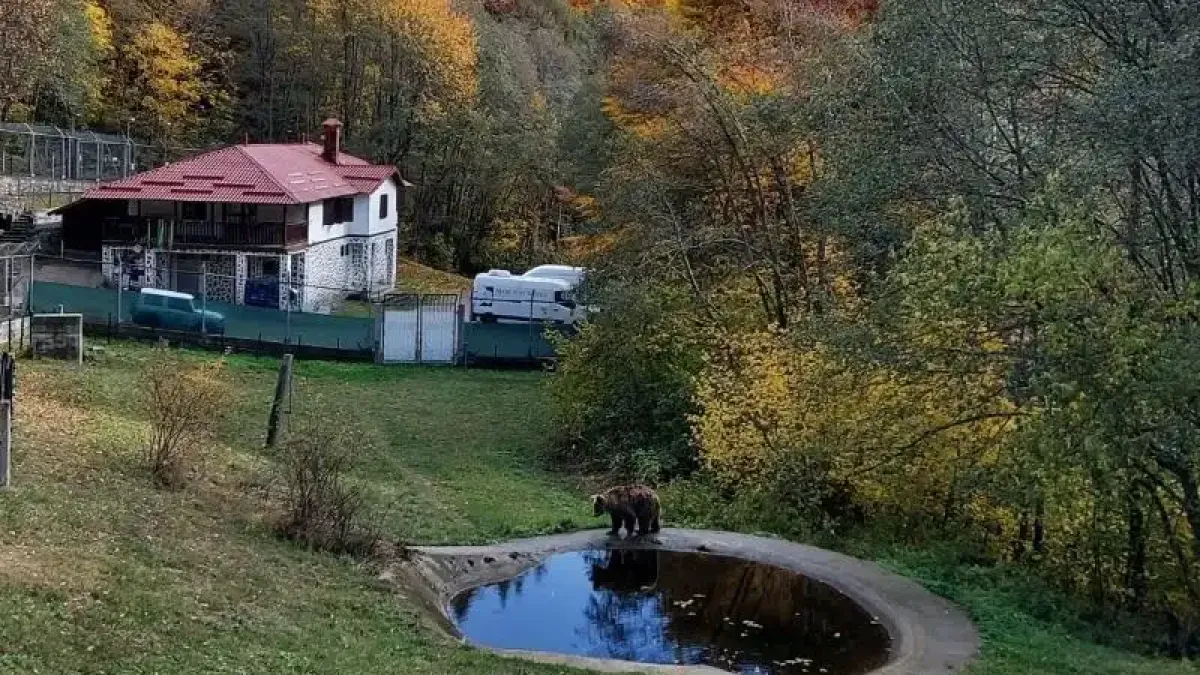 Паркът за мечки край Белица затваря врати