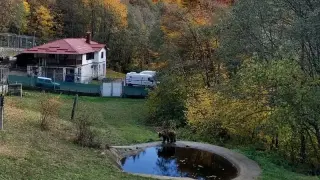 Паркът за мечки край Белица затваря врати