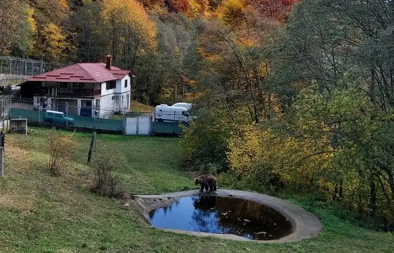 Паркът за мечки край Белица затваря врати