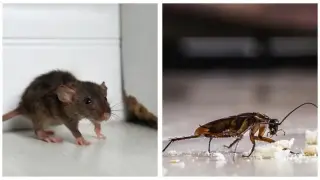 "Топлофикация" въведе метод за спиране на плъхове и хлебарки