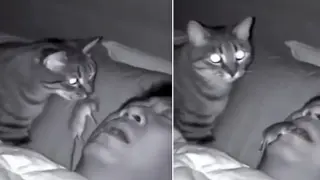 Грижовен котарак, завръщайки се нощем от лов, поиска да нахрани стопанина си видео