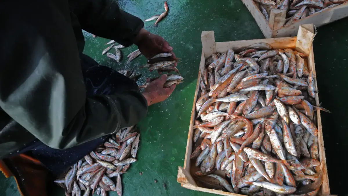 Какво става? Изчезнаха сафрид, чернокоп и паламуд в Черно море