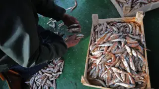 Какво става? Изчезнаха сафрид, чернокоп и паламуд в Черно море