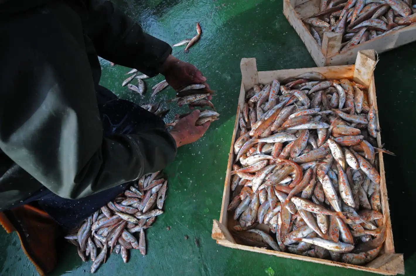 Какво става? Изчезнаха сафрид, чернокоп и паламуд в Черно море