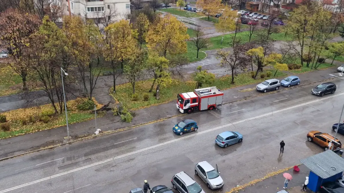 На косъм от трагедия в София, дърво падна върху човек Видео