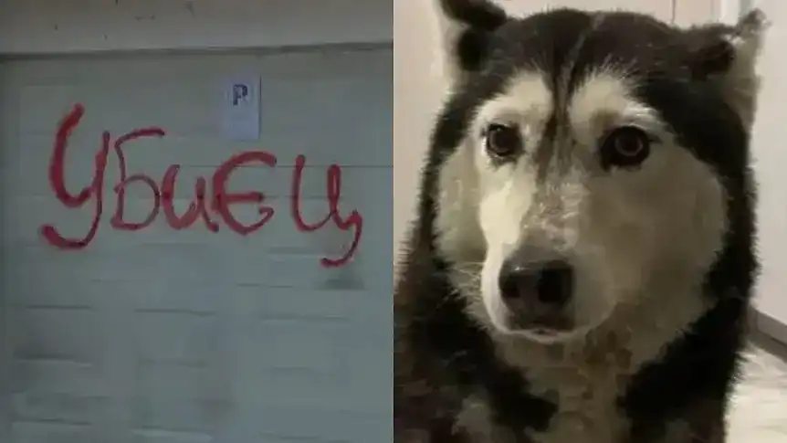 Пореден убиец на куче, този път в Якоруда
