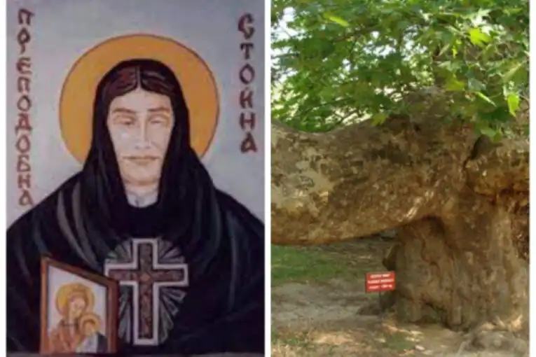 Вековният чинар в Златолист, който цери болести и сбъдва желания с мощната си енергия